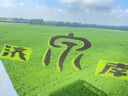 飛鶴飛帆3段幼兒配方奶粉(12-36月) 1600克*1盒 曬單實(shí)拍圖