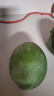 正宗凱特芒果 肉厚甜心芒熱帶當(dāng)季新鮮水果整箱 帶箱2斤單果300g+ 曬單實拍圖