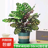 彩虹竹芋盆栽水培孔雀竹芋彩葉綠植物花卉室內夏季天除甲醛好養活 140#精品孔雀竹芋16-22片葉+加侖盆 曬單實(shí)拍圖