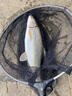 漁之源釣魚(yú)傘防雨垂釣加厚多向釣傘漁具傘戶(hù)外釣魚(yú)遮陽(yáng)傘 1.8米 【單層輕便 加厚黑膠】UPF50+更防曬 曬單實(shí)拍圖