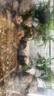 西游水族烏龜缸超白玻璃生態(tài)造景龜魚(yú)缸一體混養(yǎng)生態(tài)缸客廳專(zhuān)用家用飼養(yǎng)缸 60雨林豪華全套【缸+做好成品發(fā)貨+設(shè)備】 曬單實(shí)拍圖