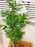 水培米竹室內(nèi)盆栽植物水養(yǎng)觀音竹富貴竹南天竹客廳竹子花卉綠植 精品米竹10顆【30-40厘米】 曬單實(shí)拍圖