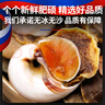 果勛超大號貓眼螺（無(wú)冰無(wú)沙）凈重3斤海螺熟凍大海螺螺絲13-14頭/斤 曬單實(shí)拍圖