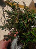 小葉赤楠植物盆栽四季常綠易養(yǎng)活凈化空氣驅(qū)蚊蟲助眠cy 赤楠+藍(lán)冰陶瓷盆+復(fù)古底座+苔蘚 曬單實(shí)拍圖