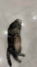 利尿通貓咪尿閉尿血專(zhuān)用治療寵物尿路感染尿頻結石消炎狗尿道炎 單盒【尿頻、尿少】 曬單實(shí)拍圖