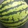 京鮮生 麒麟西瓜 凈重7-9斤 1粒裝 生鮮水果源頭直發(fā) 曬單實(shí)拍圖
