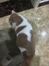完美蘆薈膠 ALOE GEL完美補(bǔ)水保濕乳液面霜毛孔收縮曬后修復(fù)皮膚粗糙祛痘蘆薈膠40g1支 促銷價(jià)【1支裝】 曬單實(shí)拍圖