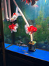 馬印全光譜LED魚(yú)缸筒燈金魚(yú)燈專(zhuān)用爆藻增色水草燈蘭壽燈神燈 馬印超色筒燈（100w＋支架）5w-100w可調節 曬單實(shí)拍圖