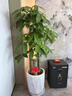 Only you【兩小時(shí)達】發(fā)財樹(shù)金錢(qián)樹(shù)綠蘿大綠植物組合盆栽公司門(mén)口開(kāi)業(yè)喬遷 金錢(qián)樹(shù)一對 曬單實(shí)拍圖