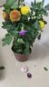 重瓣荷蘭菊盆栽四季開(kāi)花荷蘭菊花苗千頭菊花室內外花卉 高品質(zhì)乒乓菊多色 不帶盆 曬單實(shí)拍圖