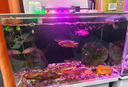 倍羽斯2號(hào) 觀賞魚(yú)缸生態(tài)除藻去綠水青苔黑毛藻魚(yú)池黑毛水藻除藻劑 三瓶裝（除藻綠水/分解/去渾）楊科長(zhǎng)推薦 曬單實(shí)拍圖