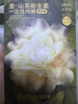babycare山茶花高腰一次性內(nèi)褲孕婦產(chǎn)后大碼產(chǎn)婦旅行月子免洗 XXXL碼4條 曬單實(shí)拍圖