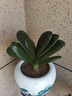 大盆君子蘭盆栽名貴國(guó)寶級(jí)花卉苗綠植物圓頭和尚室內(nèi)客廳四季好養(yǎng) 大苗當(dāng)年開(kāi)花】12-14片葉子+帶土 送肥料 曬單實(shí)拍圖