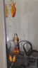 百綸木千草金魚觀賞魚冷水魚不加溫新手好養(yǎng)純種鳳尾大紅草魚苗 3-5cm草金魚20條 送魚糧 曬單實拍圖
