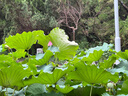 大希地黑椒魚(yú)排1斤 鯛魚(yú)羅非魚(yú)柳小吃 無(wú)骨無(wú)刺低脂肪高蛋白輕食 曬單實(shí)拍圖
