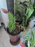 小臺(tái)芒新鮮現(xiàn)摘產(chǎn)地直發(fā)微花皮半黃發(fā)貨 2斤大果【帶箱】89g+ 曬單實(shí)拍圖