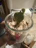多肉植物仙人掌盆栽室內(nèi)肉肉仙人球小盆栽開(kāi)花可愛(ài)桌面綠植 黃毛掌+玻璃盆+黃金砂+營(yíng)養(yǎng)土 含盆 曬單實(shí)拍圖