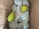 新疆庫爾勒正宗香梨新鮮整箱  薄皮 多汁 脆甜5、6、9斤梨子整箱 帶箱5斤小果 曬單實拍圖