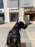 WCZ德國(guó)防爆沖訓(xùn)犬嘴套狗狗嘴套防咬防叫中大型犬杜賓羅威納德牧馬犬 曜石黑【嘴圍、脖圍大小可調(diào)節(jié)】 S【嘴圍15-35CM，建議8-45斤左右 曬單實(shí)拍圖