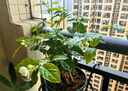 開時果 茉莉花盆栽濃香型 桌面綠植物陽臺花卉樹苗盆景擺件源頭直發(fā)包郵 精品茉莉花5-10株【加侖盆】 曬單實拍圖