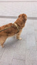 COCS狗繩牽引繩中大型犬背心式胸背帶可調(diào)節(jié)德牧馬犬邊牧防爆沖狗脖圈 胸背+反光牽引繩 XL(建議體重75-110斤) 曬單實(shí)拍圖