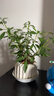 八芽小葉梔子花盆栽開花植物室內(nèi)桌面茶幾好養(yǎng)花卉綠植辦公室凈化空氣 小葉梔子花-陶瓷豎紋盆 帶盆栽好 曬單實拍圖