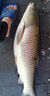 川澤一體成型夜光漂咬鉤變色高靈敏鯽魚(yú)漂醒目浮漂鰱鳙大物電子夜釣漂 升級(jí)款PL5-3(主攻鯽鯉)吃鉛2.5g 咬鉤變色款 曬單實(shí)拍圖