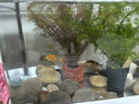 精品大型蘭壽金魚(yú)冷水觀賞魚(yú)苗熱帶淡水魚(yú)活體藍(lán)瘦大號(hào) 4-7cm蘭壽顏色隨機(jī)5條 曬單實(shí)拍圖