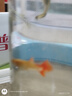 寵以沫孔雀魚(yú)純種寵物魚(yú)公母淡水熱帶繁殖下崽觀(guān)賞魚(yú)小型鳳尾魚(yú)胎生雜袍 【全紅孔雀繁殖款】2公2母 (2-4cm)漁場(chǎng)直銷(xiāo):包活到家 曬單實(shí)拍圖