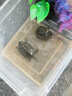 京小米森活營養(yǎng)龜糧石金錢烏龜飼料鱷龜糧巴西龜料甲魚飼料水陸幼龜魚蝦干龜 誘食型小龜開口糧小粒350ML 曬單實(shí)拍圖