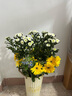 漫生活鐵藝醒花桶高35cm家用鮮花桶花瓶插花水養花店插花仿真花盆干花桶 曬單實(shí)拍圖