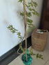 流泉楓盆栽老樁綠植書(shū)房辦公室內桌面大型植物楓樹(shù)網(wǎng)紅風(fēng)盆景樹(shù)苗 流泉楓90-110cm高【米白聚寶盆】 曬單實(shí)拍圖