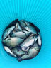 民間藝人DS高靈敏日夜兩用夜光漂鯽魚(yú)鯉魚(yú)醒目電子漂黑坑魚(yú)漂一體納米浮漂 DS5【自重1.75克/吃鉛2.5克】 曬單實(shí)拍圖