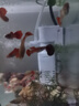 亞峰（yafeng）魚缸過濾器三合一凈水循環(huán)泵魚缸內(nèi)置過濾器過濾水泵小型增氧設(shè)備 4W 五合一 （15-25CM缸用） 曬單實拍圖