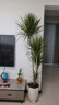 青葉千年木大型盆栽馬尾鐵好養活辦公室客廳龍血樹(shù)植物室內七彩鐵 【粗桿】青葉千年木1.6-1.8米-鉆石樹(shù)脂盆 曬單實(shí)拍圖