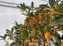 桂花樹(shù)樹(shù)苗庭院別墅耐寒植物高桿原生濃香型正宗嫁接桂花樹(shù)大樹(shù) 四季桂【花期超長(cháng)】熱銷(xiāo)商品 送肥料 3公分粗【帶土球發(fā)貨】 曬單實(shí)拍圖