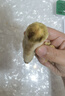 京鮮生臨安天目山小香薯3斤 單果約30g-100g 香甜軟糯  源頭直發(fā) 曬單實拍圖