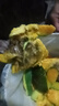 集南鮮 凱特芒果 四川攀枝花芒果當季大青皮黃皮大芒果新鮮水果整箱 含箱10斤  單果500g起  凈重9斤 曬單實(shí)拍圖