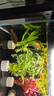 瘋狂水草真水草魚(yú)缸里的水培植物種植環(huán)魚(yú)缸造景擺件20-30缸 源頭直發(fā)包郵 曬單實(shí)拍圖