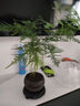 文竹盆栽室內客廳植物花卉辦公室綠植桌面凈化空氣創(chuàng)意小盆景原盆 精選小文竹【15-22cm高】1盆+育苗盤 曬單實拍圖