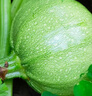 新鮮嫩南瓜高原夏菜旱地種植圓綠皮嫩南瓜當季蔬菜 嫩南瓜 5斤 曬單實(shí)拍圖