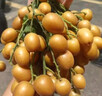 山姆伯伯廣東雞心黃皮果【順豐閃送】無(wú)核黃皮新鮮水果禮盒 3斤【巨劃算 | 20%選擇】?jī)?.1斤 7A級(jí)精選果丨保溫箱+冰袋 曬單實(shí)拍圖