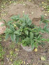 益綺椛桂花樹(shù)苗盆栽四季開(kāi)花庭院綠化美觀(guān)室內外地栽大樹(shù)濃香型花卉綠植 狀元紅 4年苗【當年開(kāi)花】 曬單實(shí)拍圖