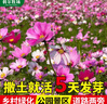 斡爾牧場(chǎng)野花組合花卉種子四季播種開(kāi)花種籽花種子 曬單實(shí)拍圖