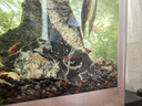 春瑞黑殼蝦水族箱水草缸清潔除藻工具淡水觀(guān)賞蝦大和藻蝦寵物活體飼料 4種蝦各5只 曬單實(shí)拍圖