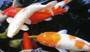 金利佳石英加熱棒自動(dòng)恒溫器水族箱加熱器魚(yú)缸魚(yú)龜加溫棒省電變頻數(shù)顯 數(shù)顯離水?dāng)嚯娂訜岚簟?00W】 曬單實(shí)拍圖