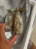 鯨口大開 青龍蝦小青龍鮮活速凍冰鮮龍蝦冷凍整箱大龍蝦批發(fā)澳龍波龍 新鮮小青龍150-200g/只（1只裝） 曬單實拍圖