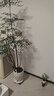 八芽小葉梔子花盆栽開花植物室內(nèi)桌面茶幾好養(yǎng)花卉綠植辦公室凈化空氣 小葉梔子花-陶瓷豎紋盆 帶盆栽好 曬單實(shí)拍圖