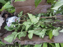 霖畔紫丁香花樹(shù)苗庭院陽(yáng)臺(tái)盆栽地栽白黃花卉室外綠植耐寒易活四季開(kāi)花 爆馬丁香4年苗當(dāng)年開(kāi)花叢生苗 曬單實(shí)拍圖