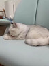 貓咪麻醉鎮定劑防亂咬叫睡眠噴霧情緒舒緩安撫寵物貓狗鎮靜專(zhuān)用 1瓶【立見(jiàn)效，最新款】 曬單實(shí)拍圖